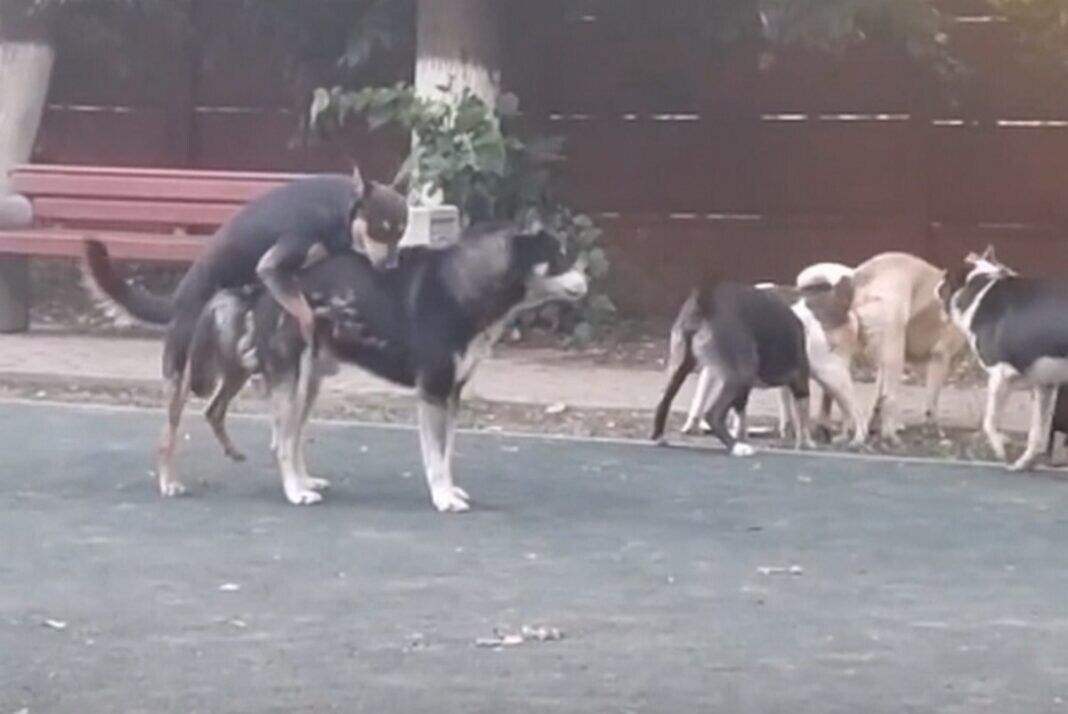 Бродячие собаки: заблуждения и мифы Пикабу