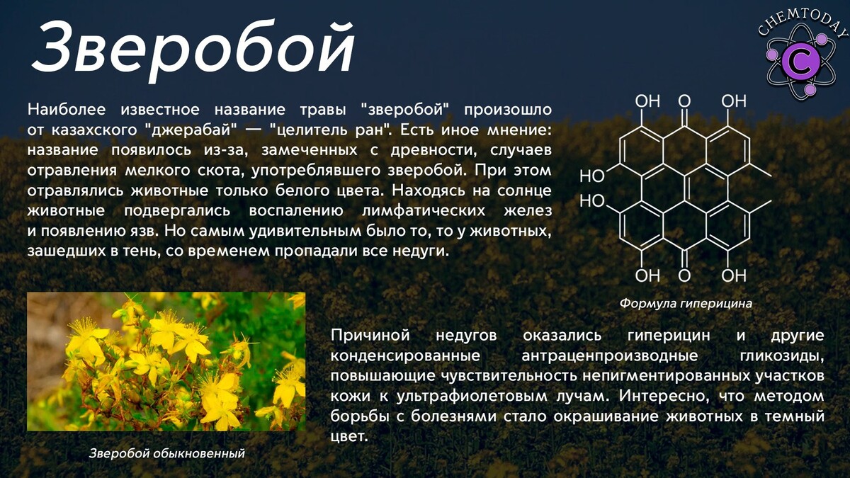 Зверобой 10 м. Состав зверобоя. Активное вещество зверобоя. Зверобой для мужчин влияние.