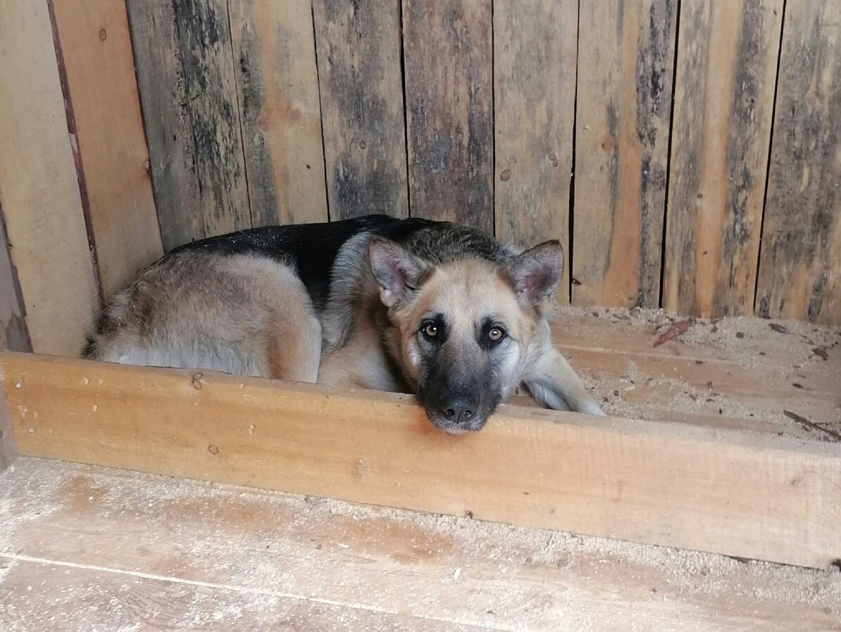 кот и пес приют территория надежды бурятия