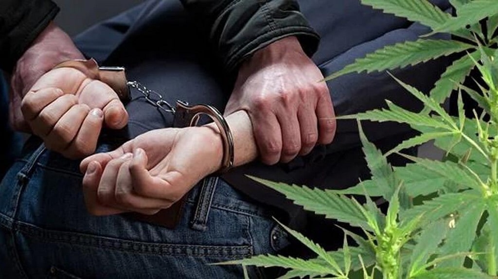 Задержан за сбыт марихуаны как вырастить бошки в домашних условиях