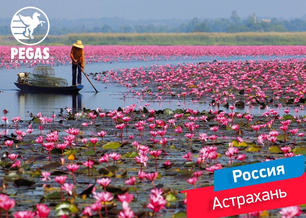 Лотосовые поля в Астрахани 2022 экскурсии на лотосовые