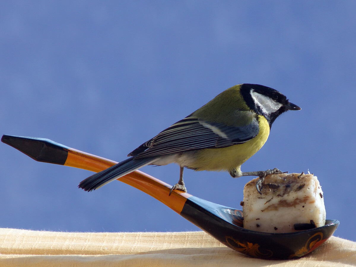 Сало для синичек. Сало для синичек. Синица-лазоревка питание. Кормушка для синиц. Какое сало можно давать синичкам.