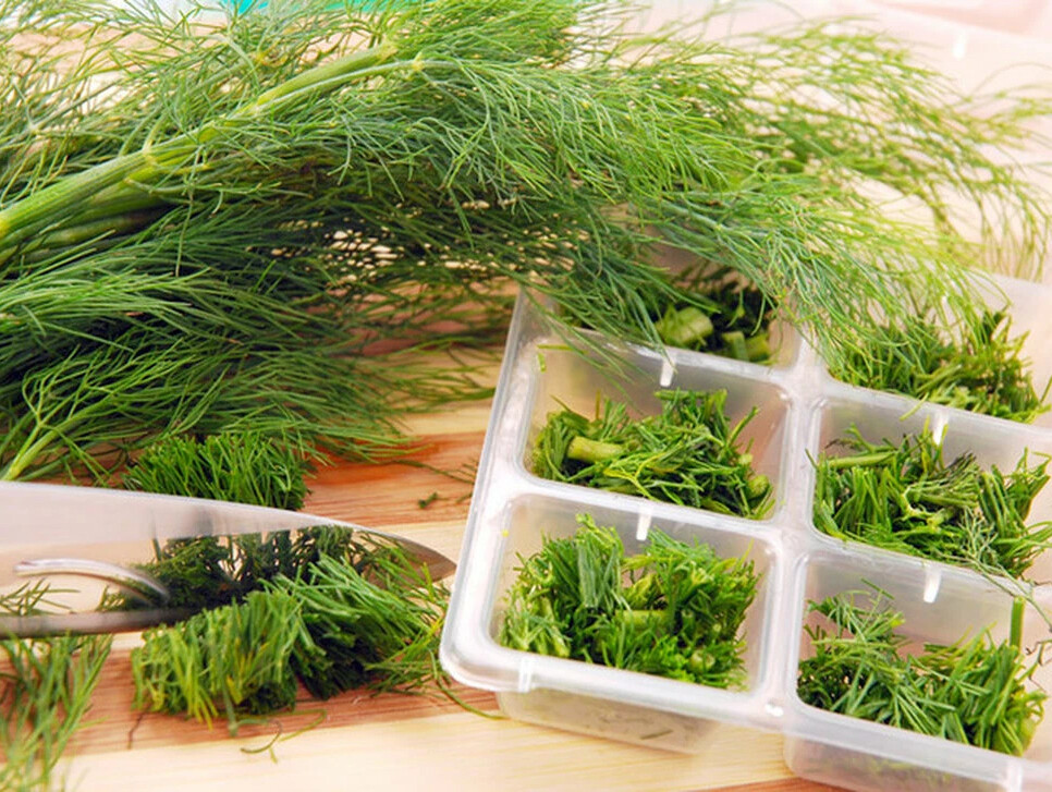 Как сохранить зелень свежей в холодильнике долго укроп и петрушку. Как сохранить свежую петрушку и укроп. Замороженная зелень. Много свежей зелени что сделать. Как сохранить свежую петрушку и укроп.