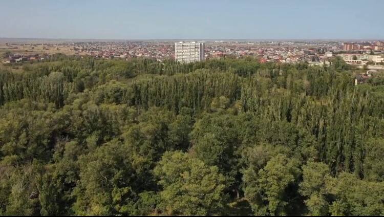 эльтавский лес 2005. эльтавский лес 2005. махачкалинские леса. эльтавский лес. эльтавский лес дипломная.