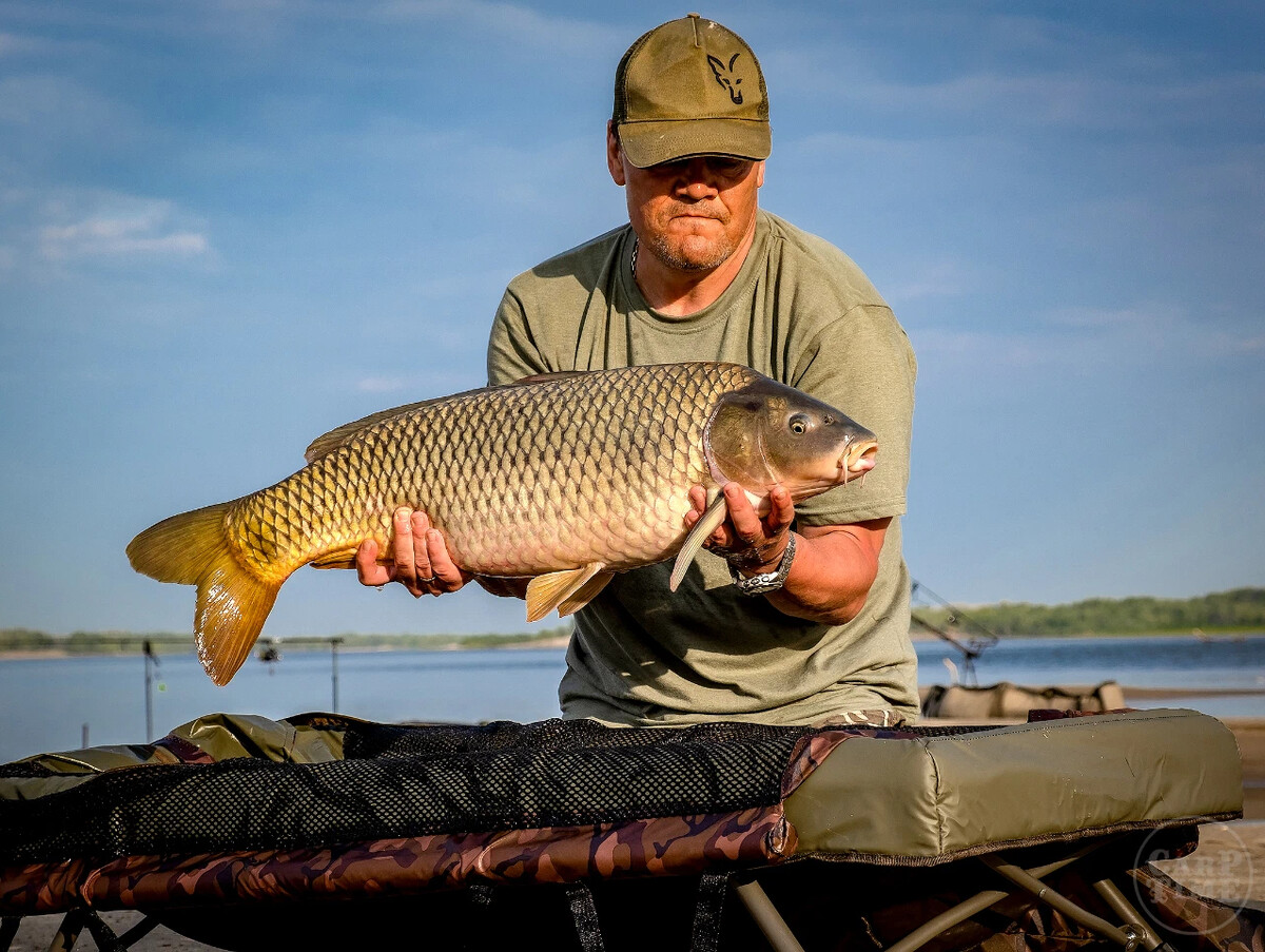 Много карпов. Карптайм. Ловля карпа тольятти. Карп тайм. Карп тайм.