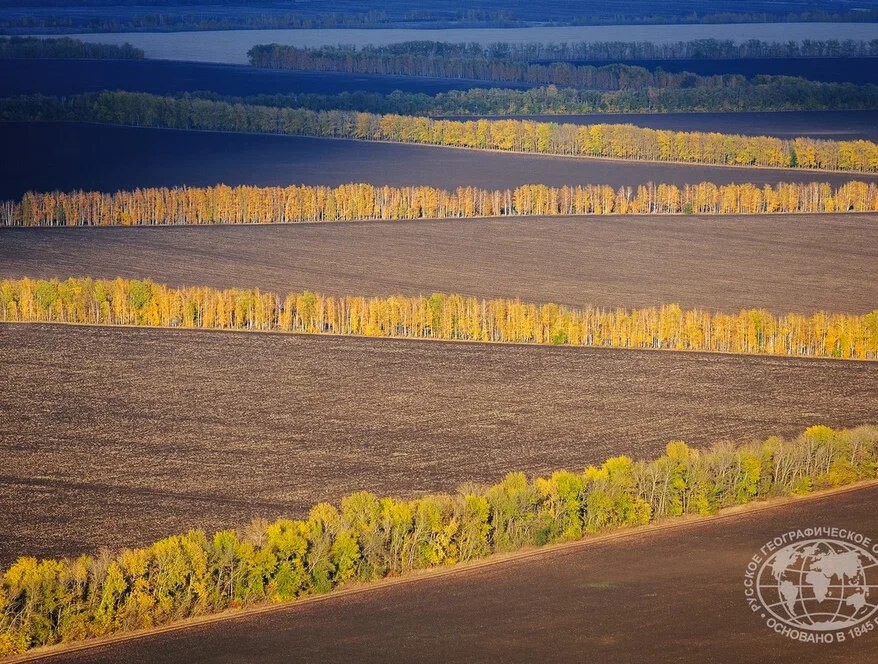Защитные лесные насаждения это... Что такое Защитные лесные насаждения?
