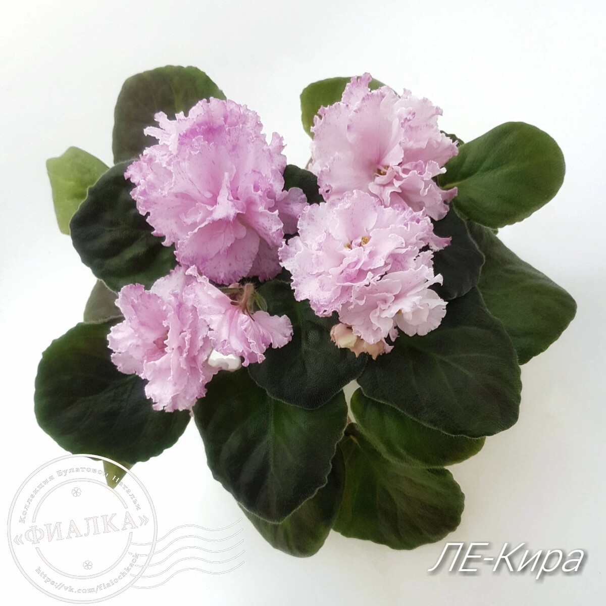 ЛЕ-Кира.JPG African violets, African violets plants, Saintpaulia