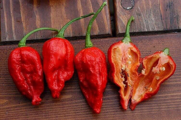 Перец острый рокита. Перец хот пеппер. Перца capsicum annuum. Можно ли курицам острый перец. Можно ли курицам острый перец.