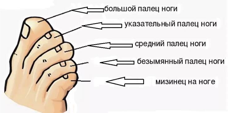 Как называются пальцы на ногах