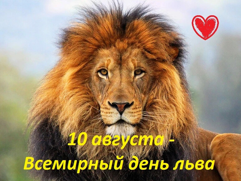 Дни льва в марте 2024. День Льва. Всемирный день Льва. 10 Августа день Льва Всемирный Льва. Царь зверей.