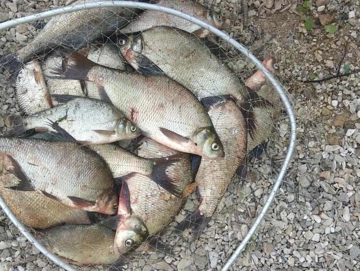 Ловля леща на оке. Бортовая удочка на леща с лодки. Ловля леща на оке. Фидер для рыбалки. Улов леща.