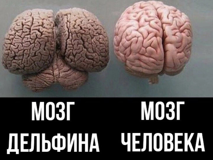 Чей мозг изображен на рисунке