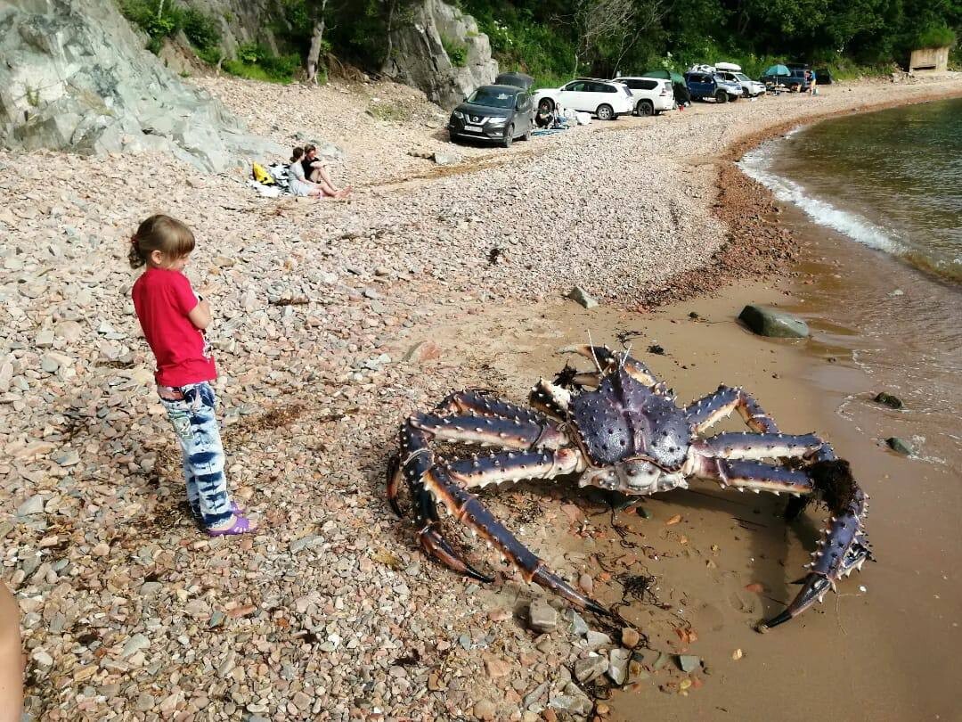 Гигантский краб в Приморье