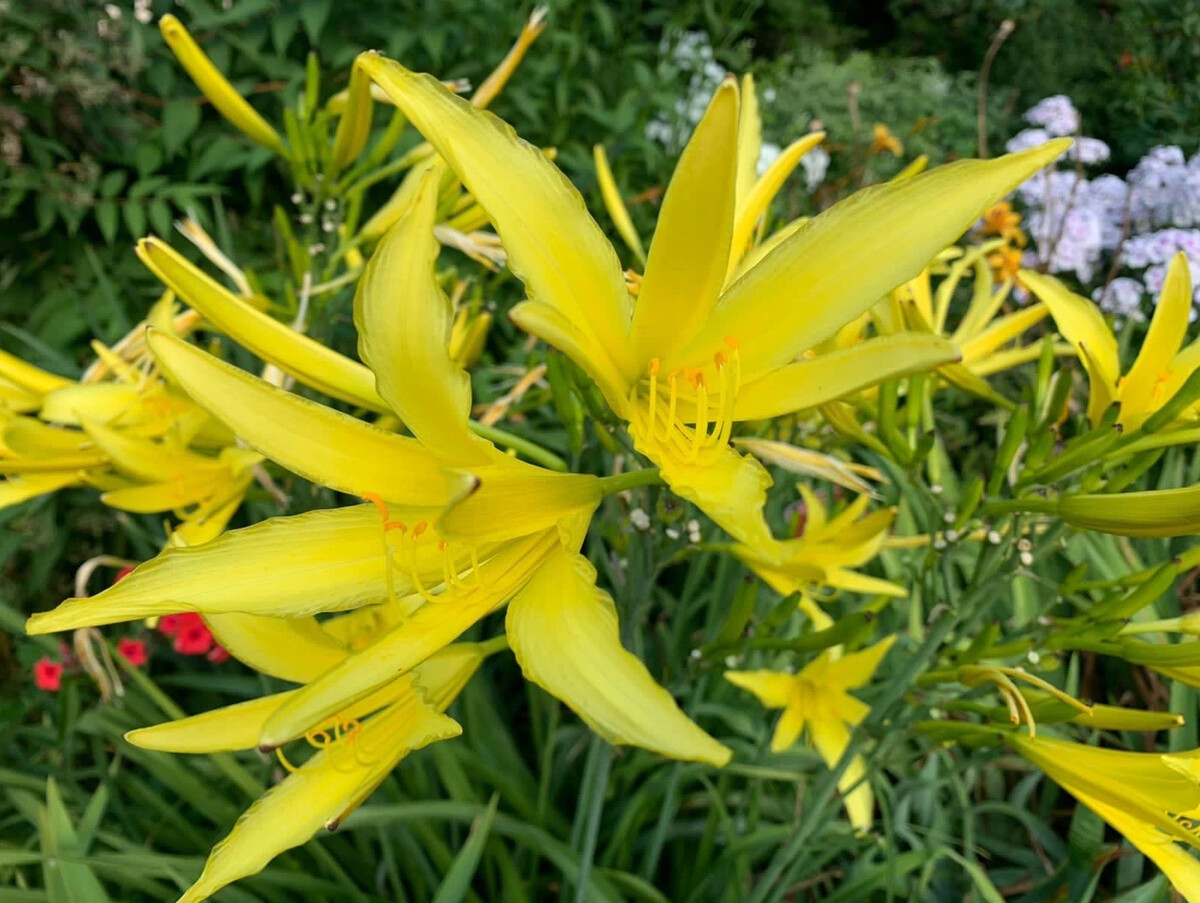 Лилейник лимонно-желтый Hemerocallis citrina