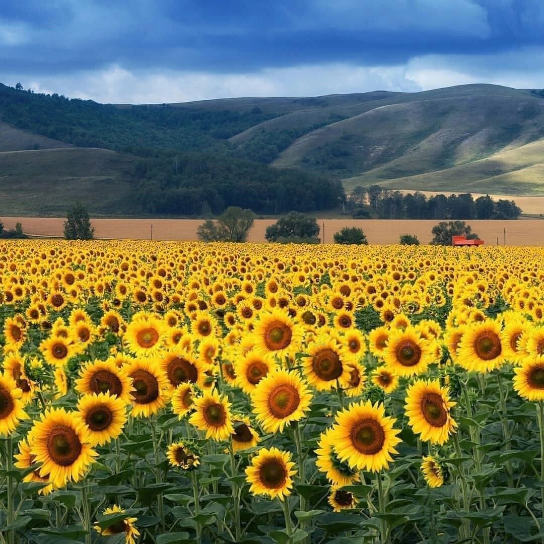 подсолнух мир. подсолнух цветок. подсолнух мир. подсолнухи обои. подсолнух семена цветы.