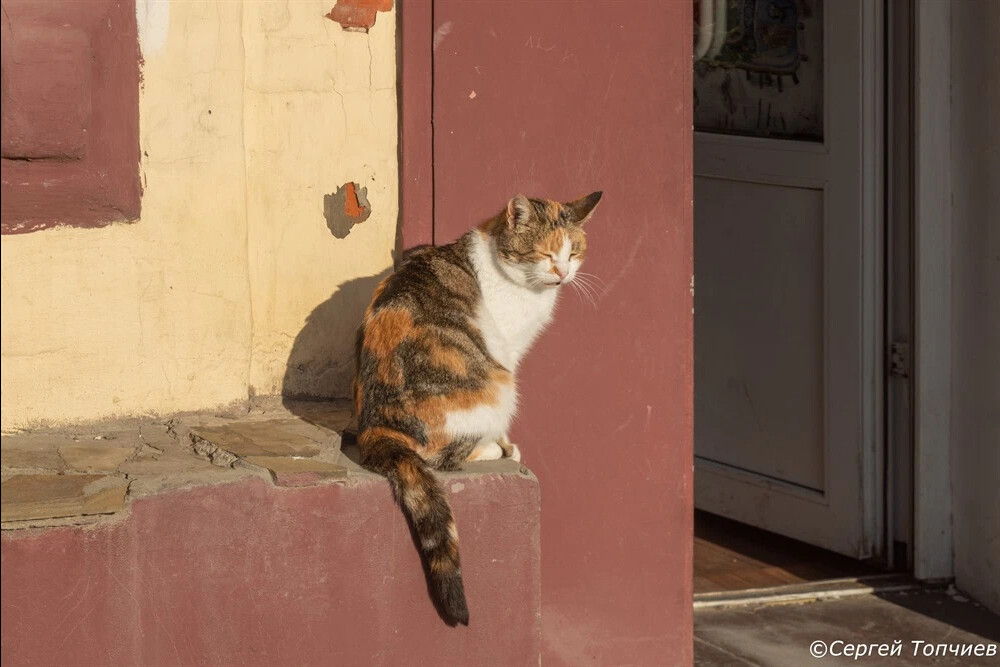 Коты в станице Старочеркасской 