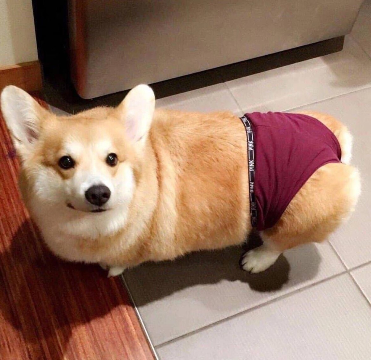 Жопа корги