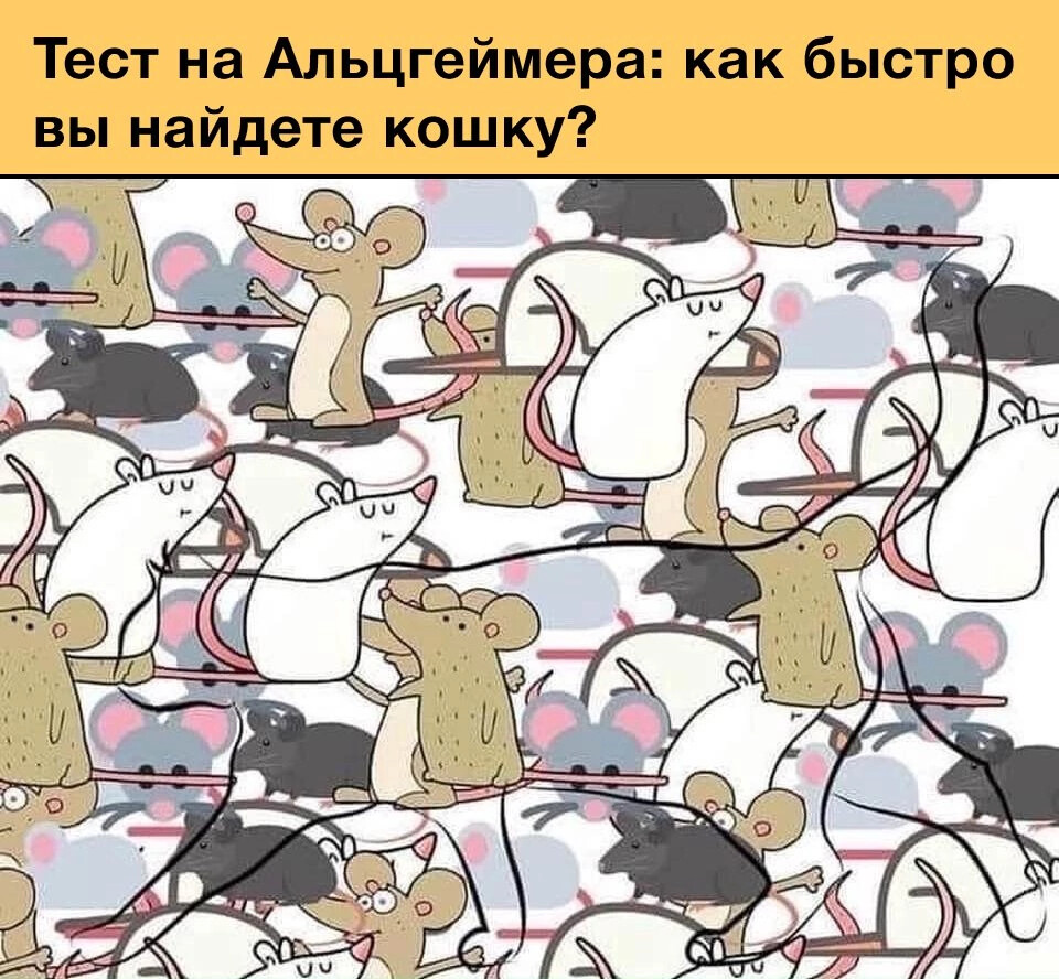 Кто нашёл кошку? 