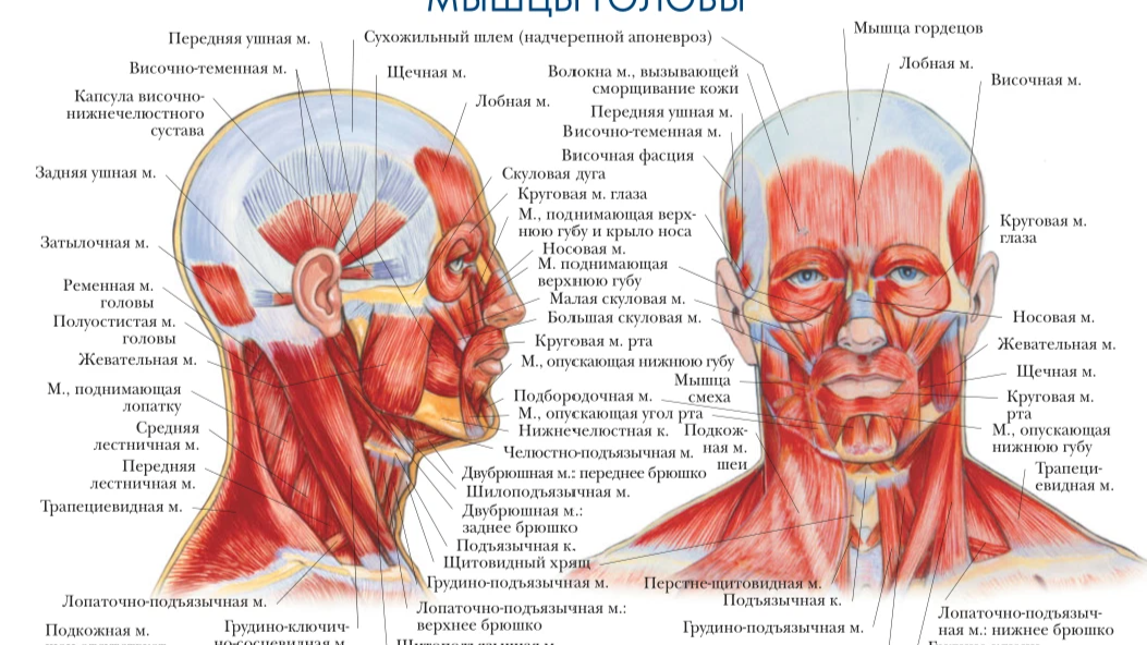 Строение головы. Мимические мышцы лица анатомия вид сбоку. Мышцы шеи сзади анатомия затылок. Мышцы головы вид сбоку. Мимические мышцы лица вид спереди.