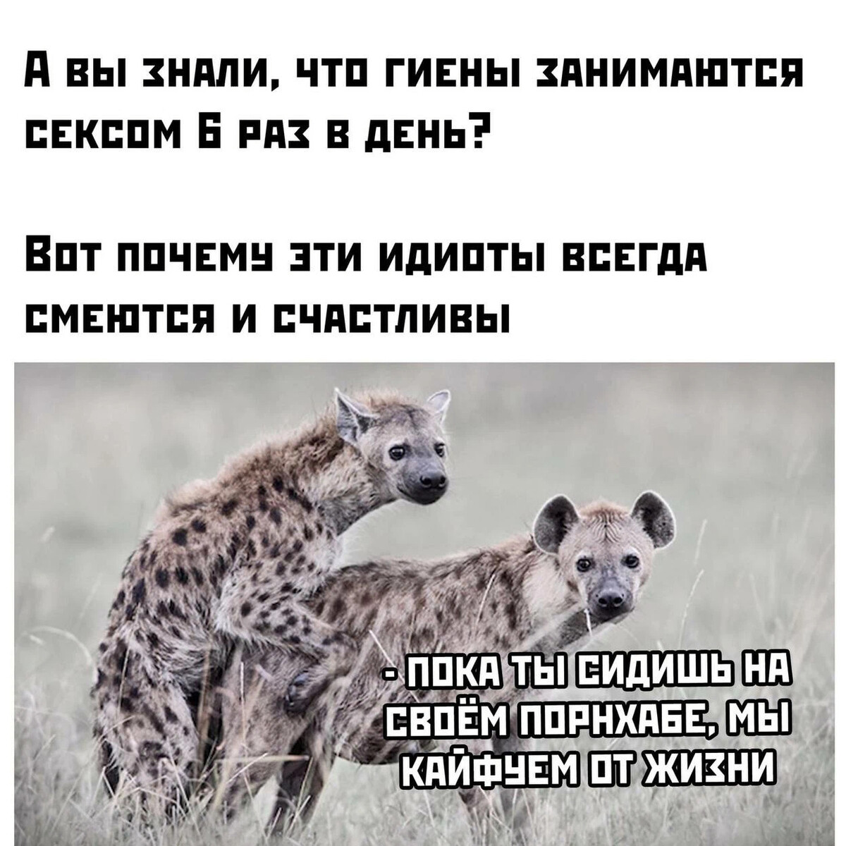 Цитаты про гиен