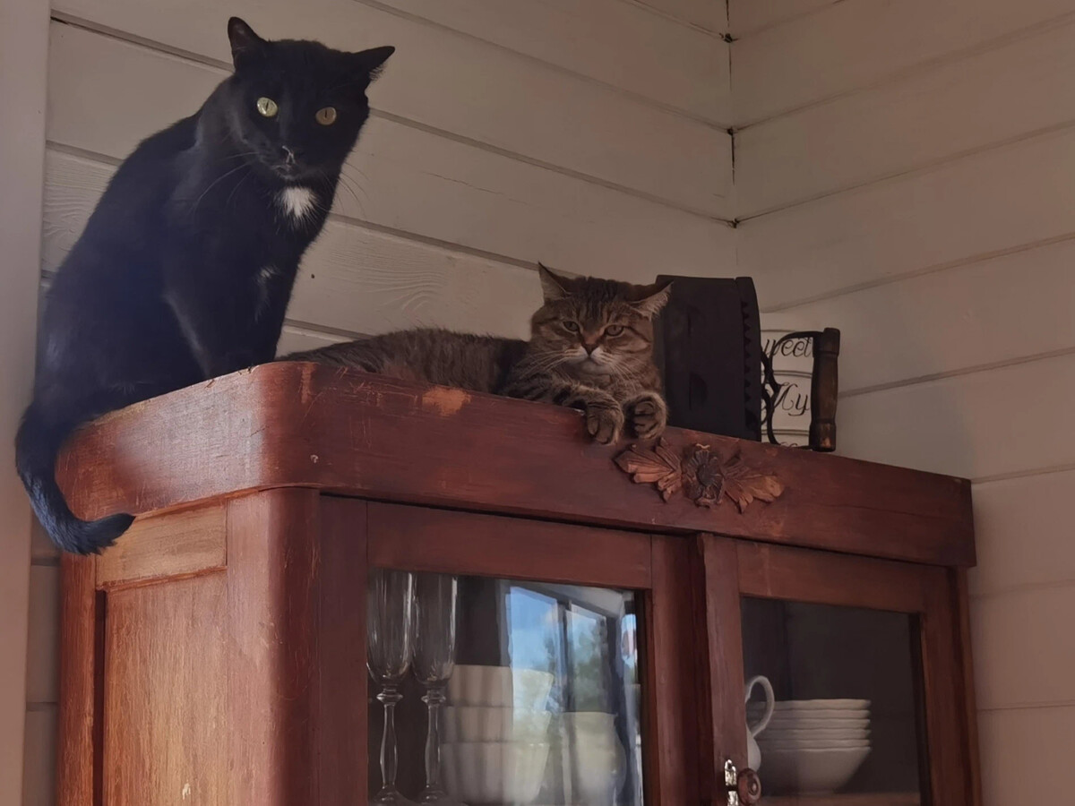 Оськин дом максимка. Оськин дом тверь фото. Дом оськина. Оськин дом тверь. Оськин дом дзен.