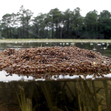 lazy_smart_crop_356x356