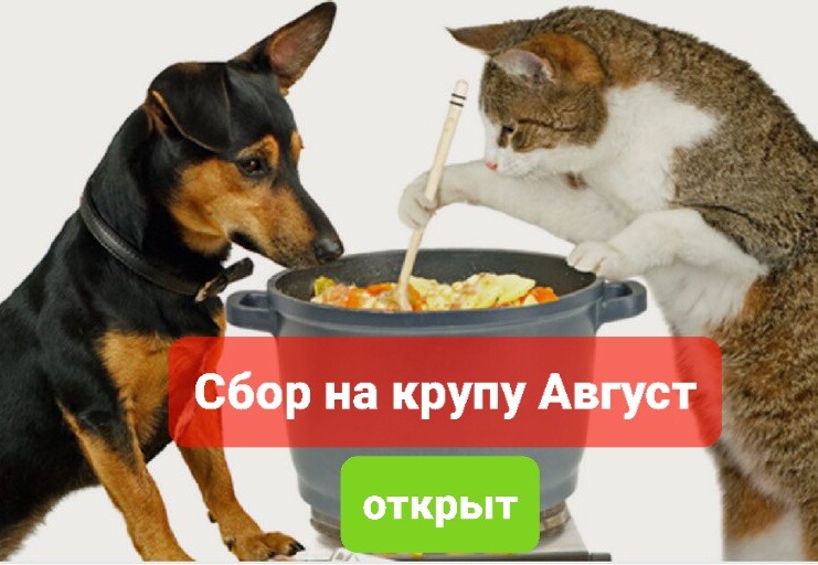 верность помощь животным дзен