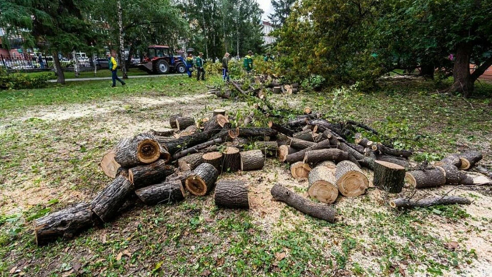 Деревья новосибирска. Вырубка деревьев. Упавшее дерево. Вырубка деревьев Новосибирск
