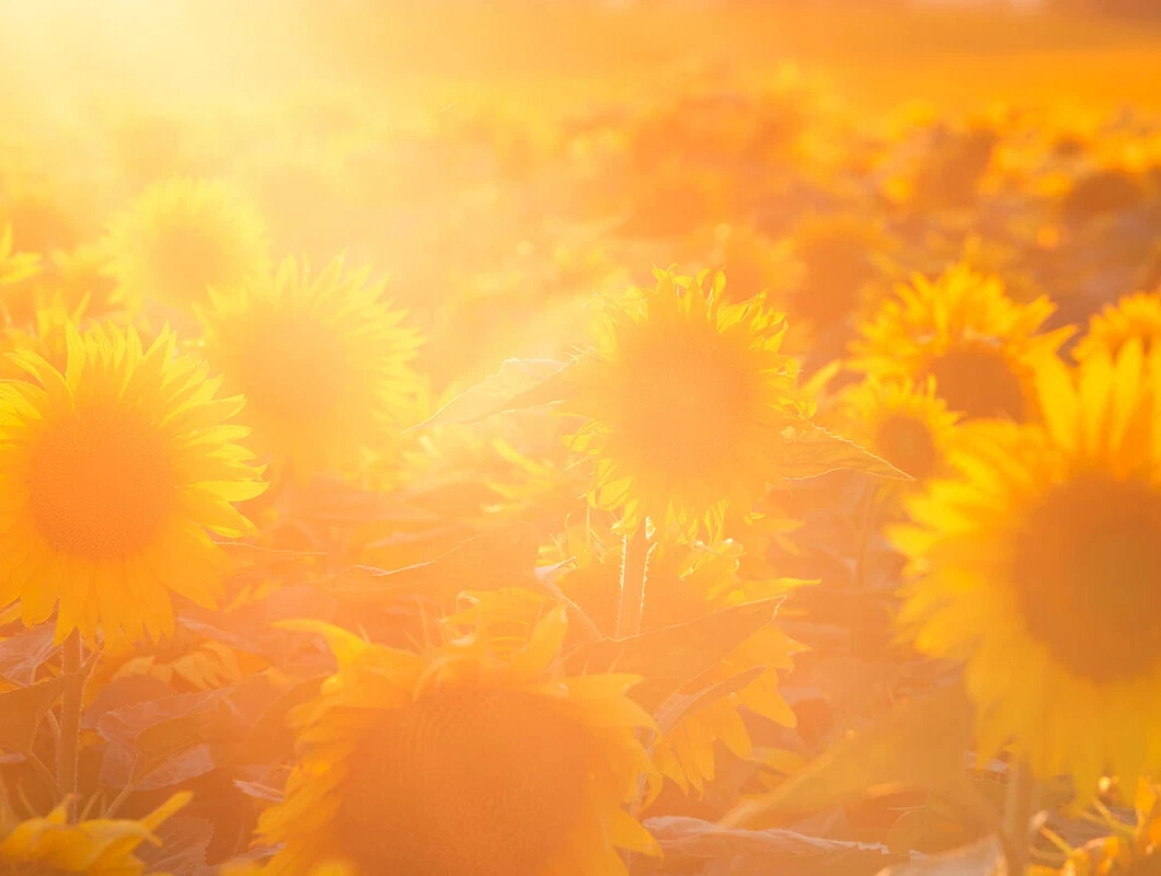 фотосессия в поле с подсолнухами. подсолнухи и небо фото. вечернее небо летом. солнце. одуванчики в траве.