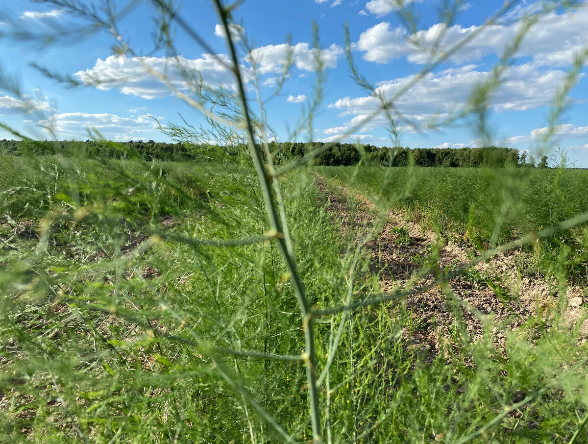 Спаржа растет в Подмосковье