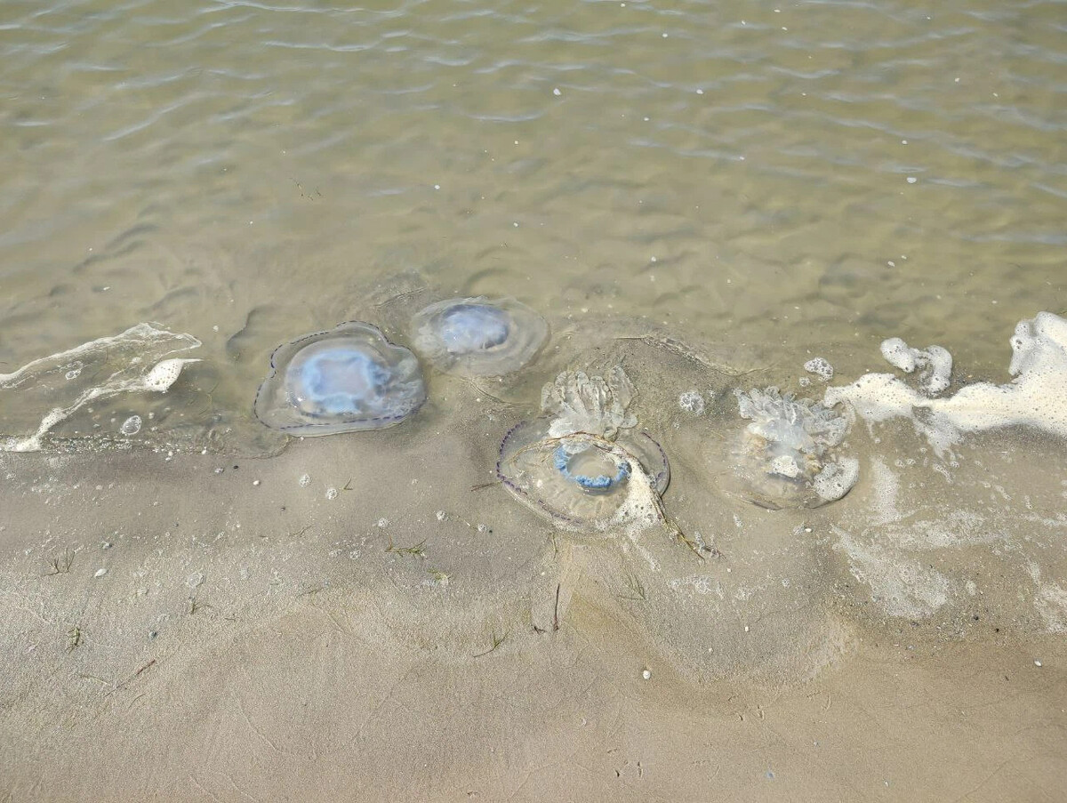 Какие медузы водятся в азовском море. Медуза корнерот в черном море. Медуза корнерот в Азовском море. Медузы в Азовском море 2022.