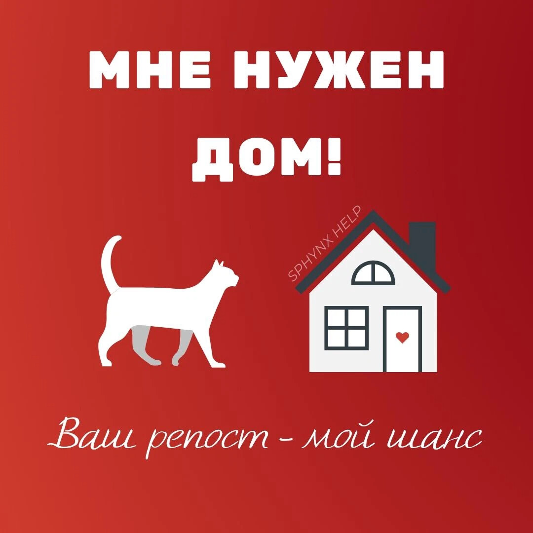 Нужен дом собаке. Кошке срочно нужен дом. Собака ищет дом. Котята ищут дом. Кошка ищет дом.