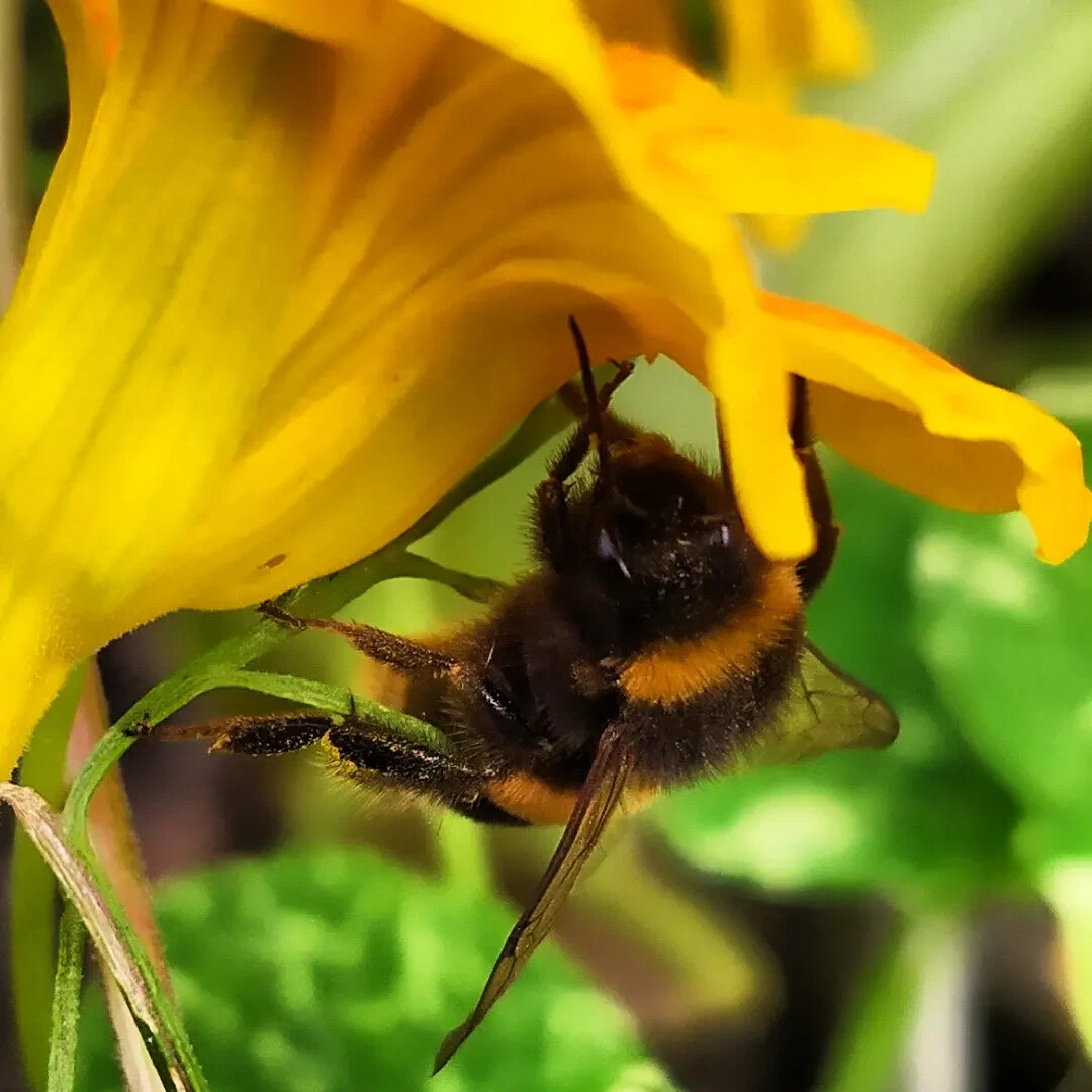 мохнатый шмель слушать