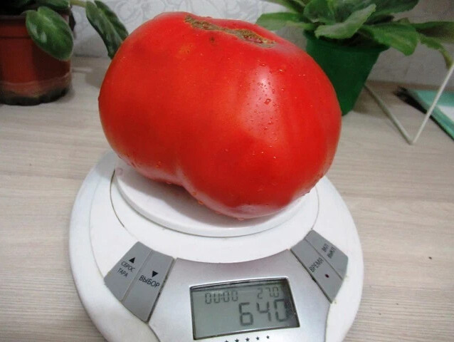 Помидор на весах. Помидоры вес. Помидоры вес. Вес одного среднего помидора. Помидор и весы.