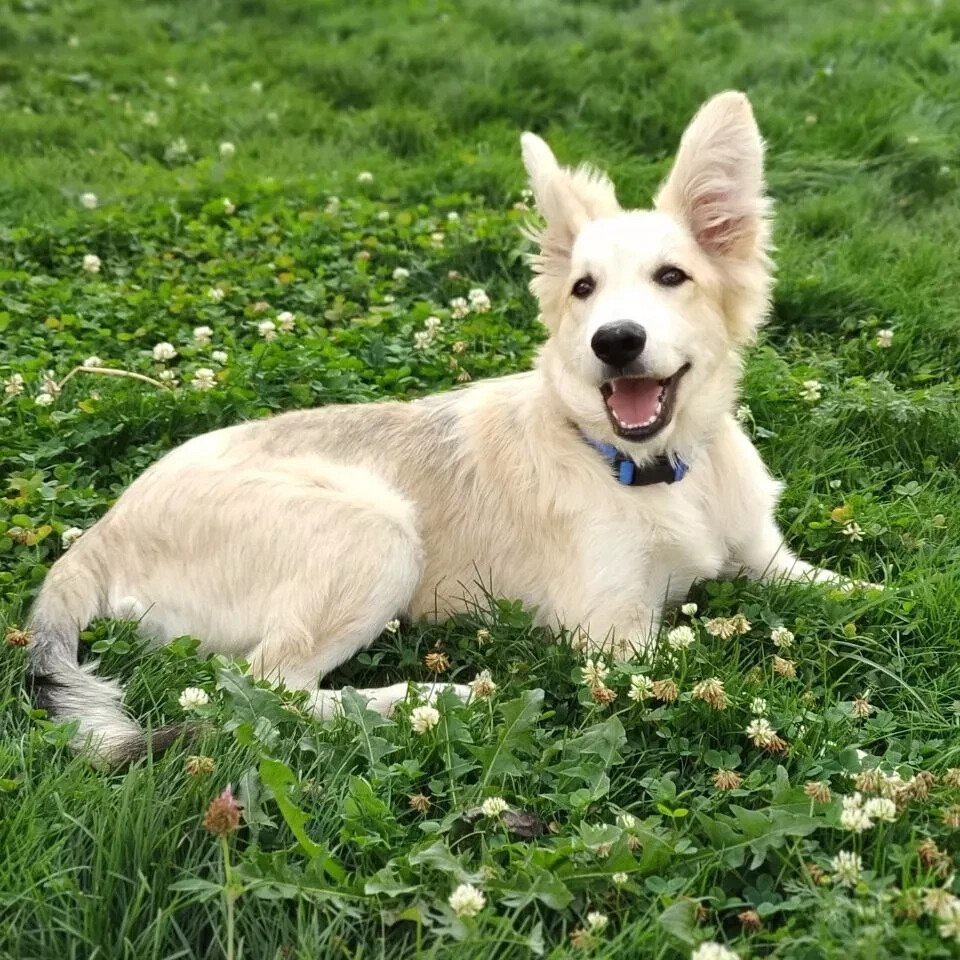 Животные истра. Животные истра. Идеальная форма собаки. Животные истры. Дикие животные подмосковья.