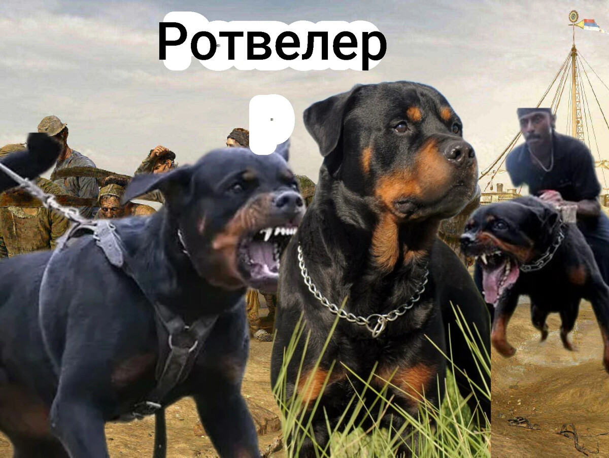 Ротвейлер оскал