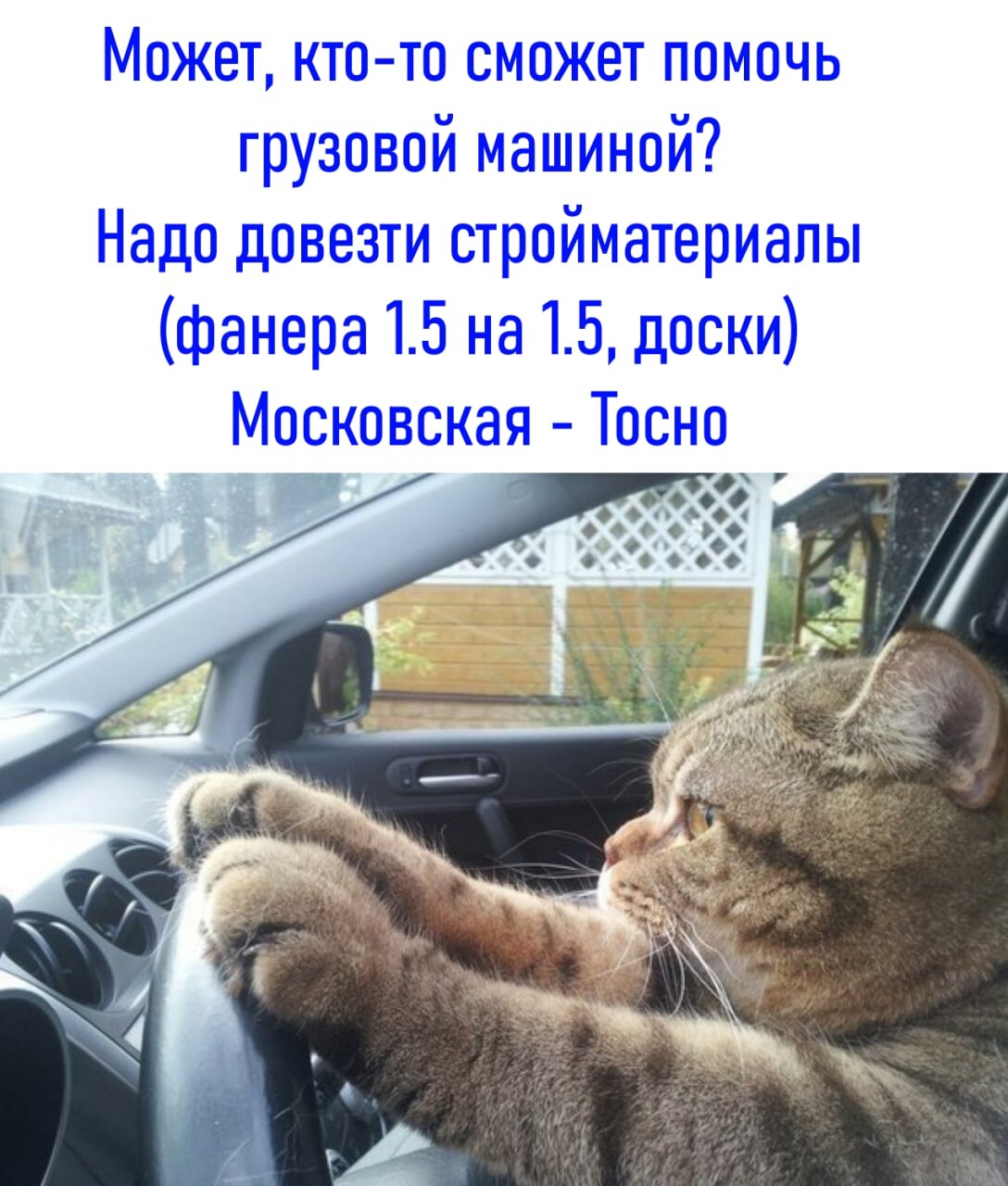 Кот в машине