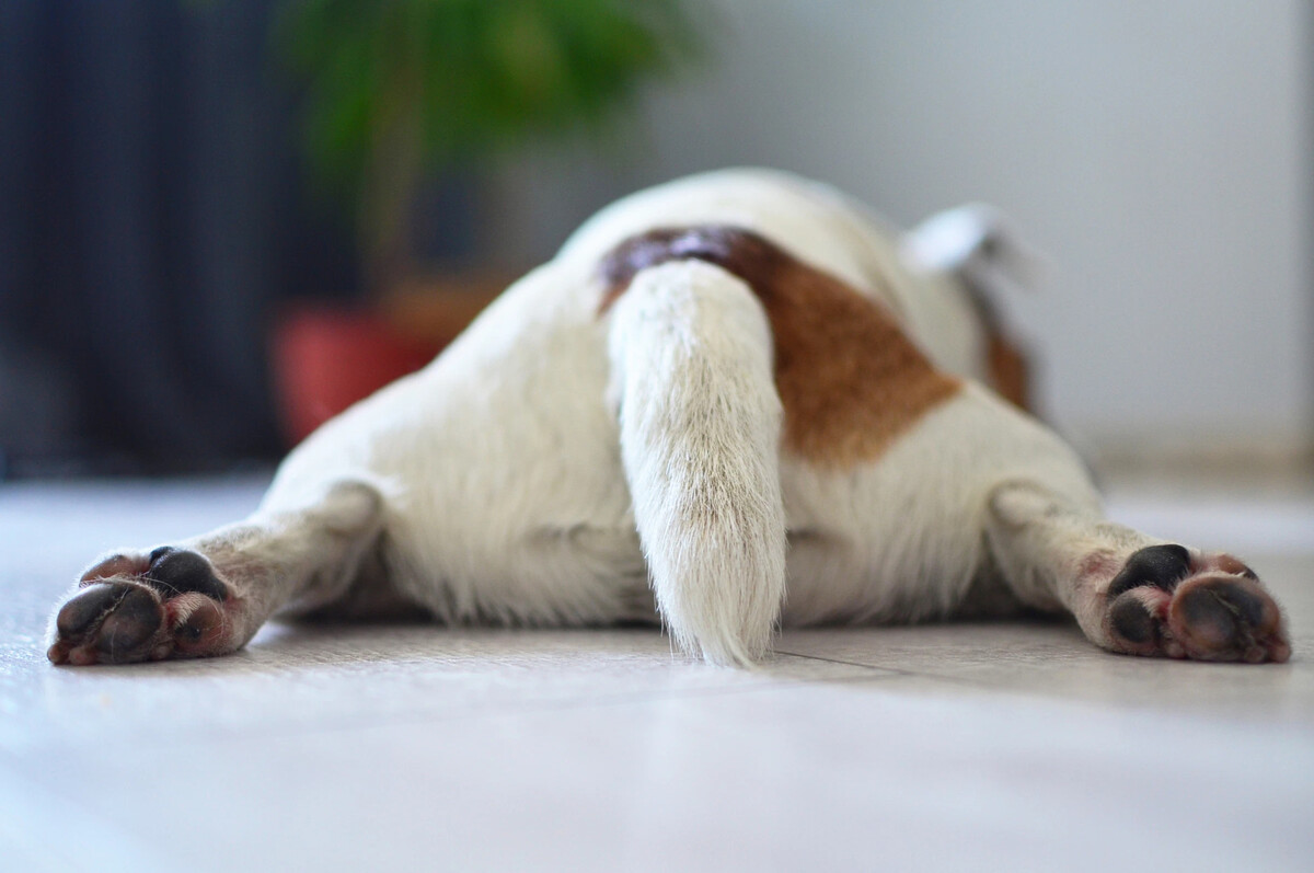 Собака дергает лапой. Собака лежит на спине лапами вверх видно подушечки лап. Точка где собака дёргает лапой когда,чешешь.