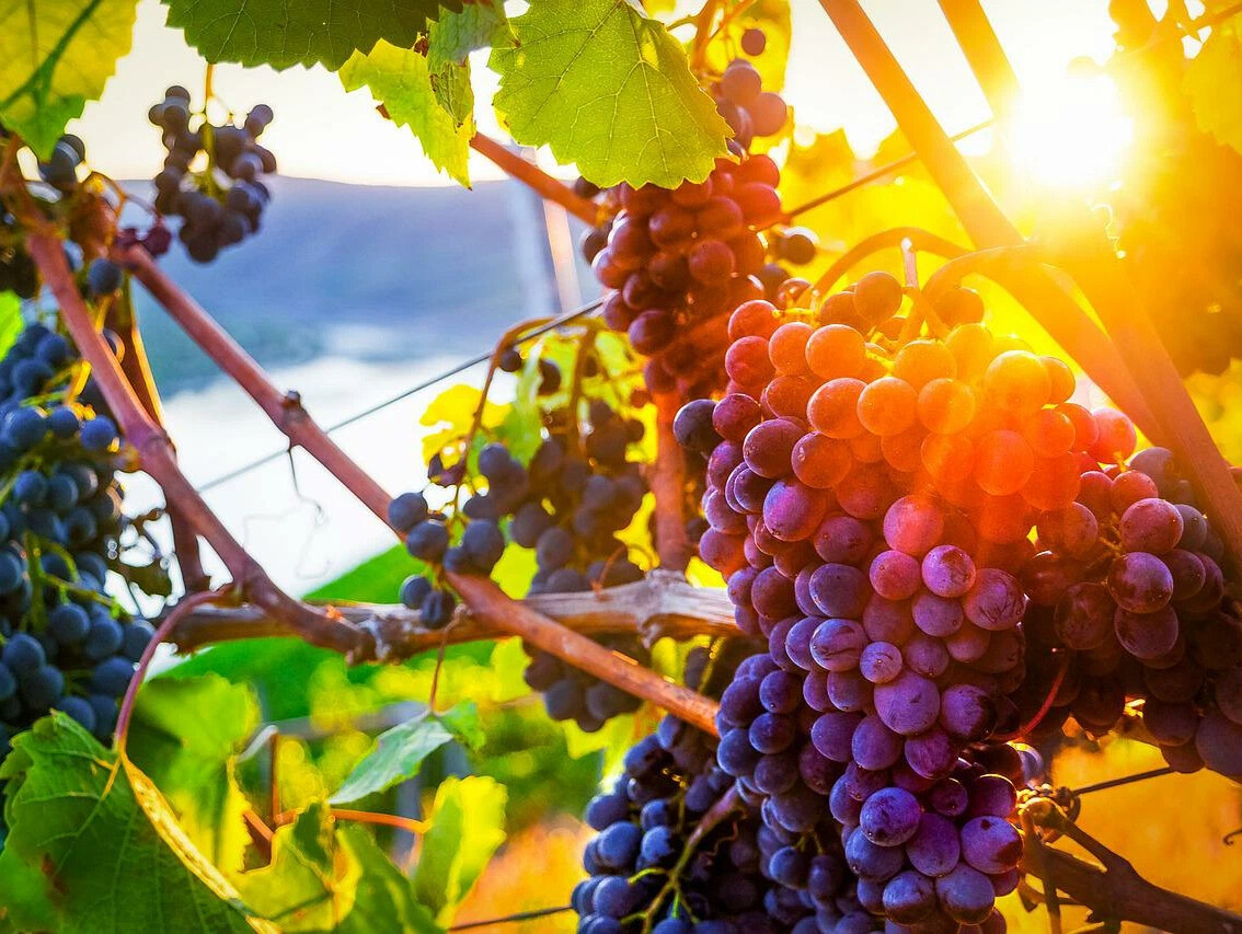 Картинки осень виноград. Виноградная лоза бластберии. Армения сады виноград. Первый российский винодельческий форум пройдет осенью 2022 года. Гроздь винограда виноградник.
