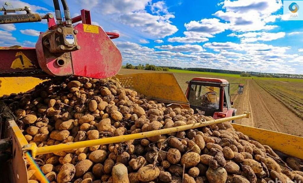 Овощное хозяйство гомельской области