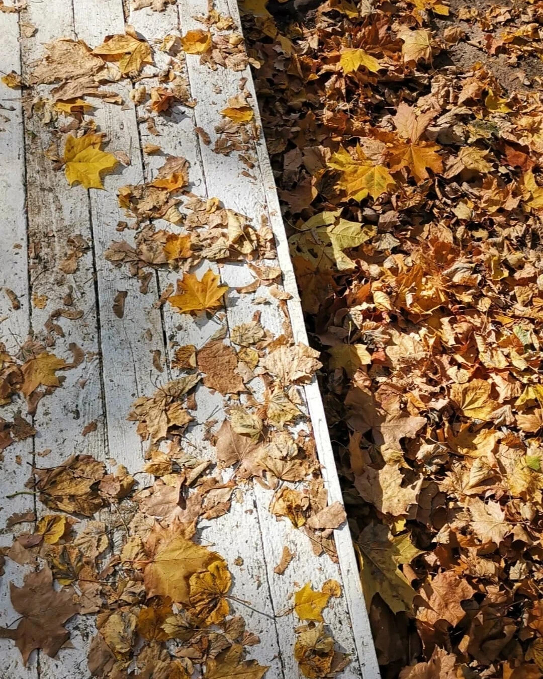 Осенний часто. Осенние листья в городе. Осень городская листья. Опавшая листва в городе. Шорох опавших листьев.