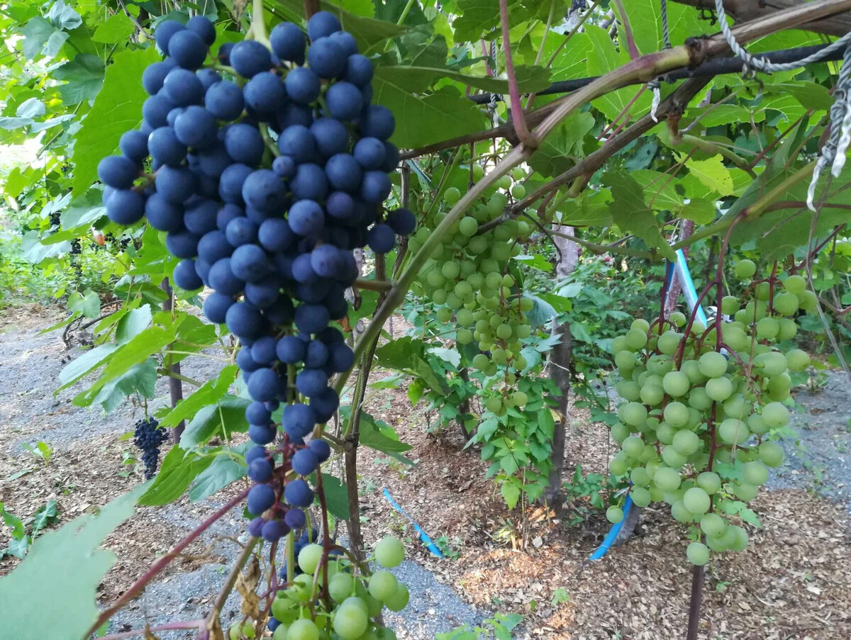 Август виноград