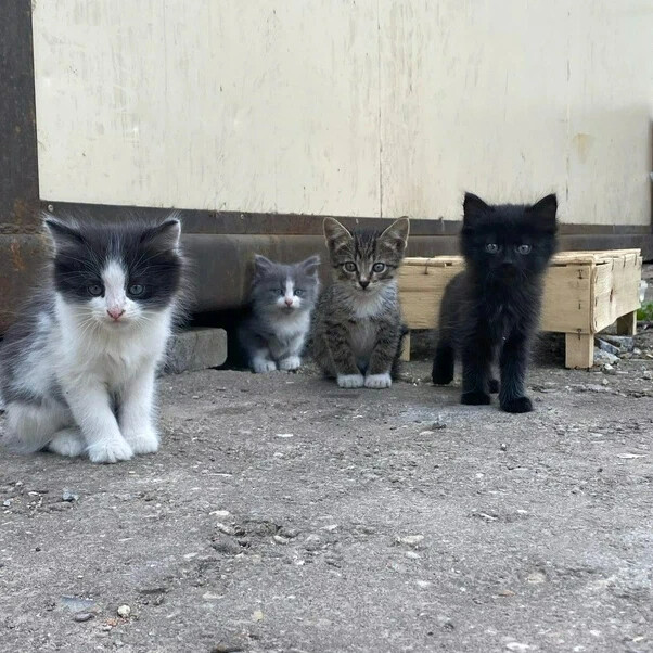 Как живут котята. Котята с хозяинами дома. Я обязательно выживу котенок. Нужна помощь в пиаре животных бездомных