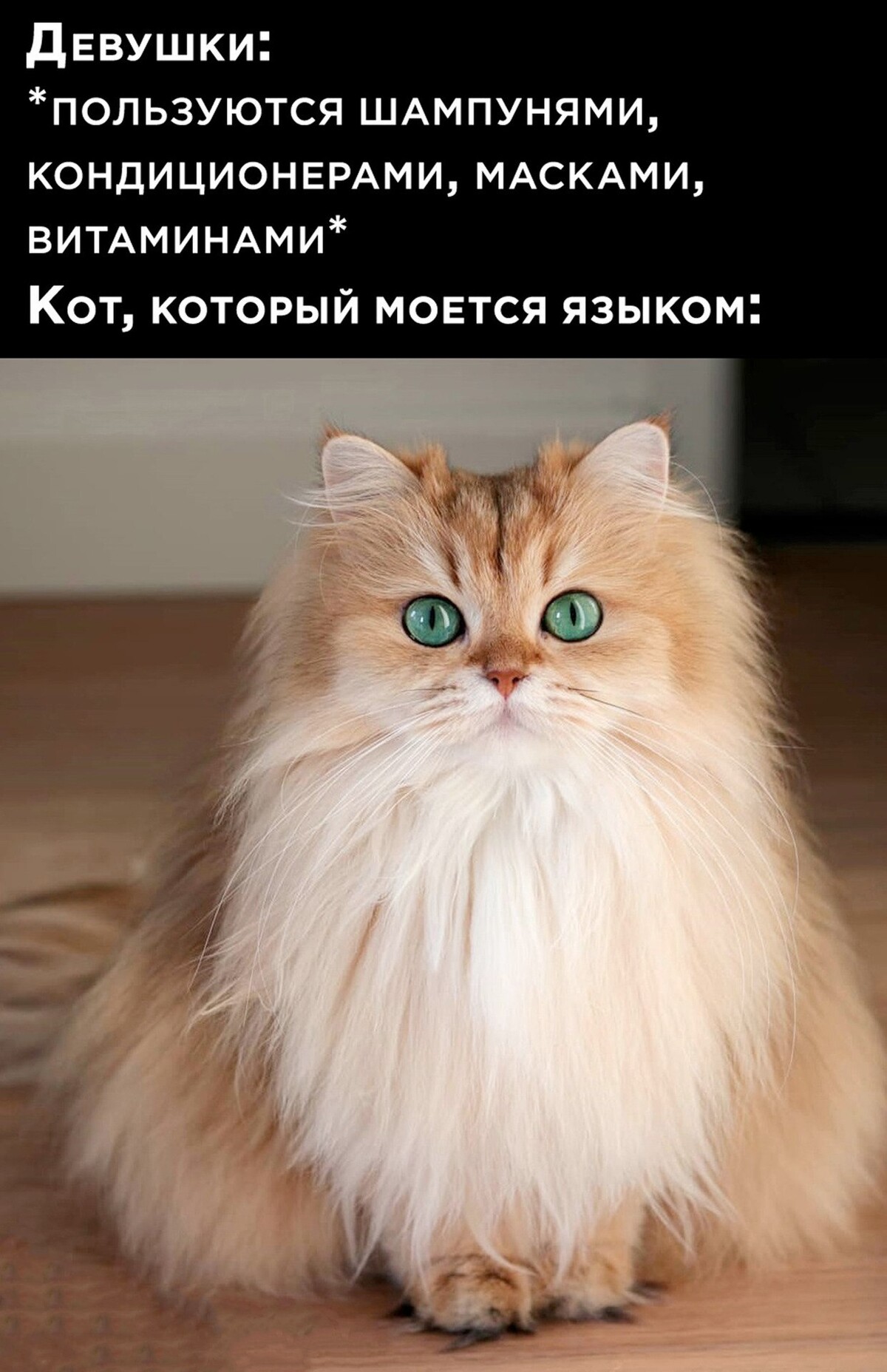 Муфлон мем с котом Муфлон мем с котом