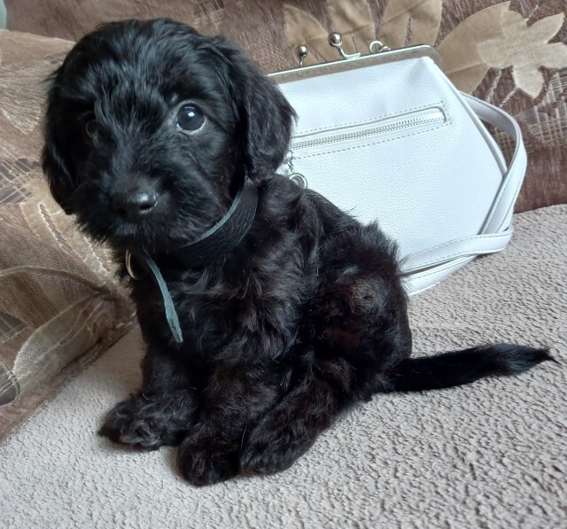 Yorkipoo Dog Breed Profile - Top Dog Tips