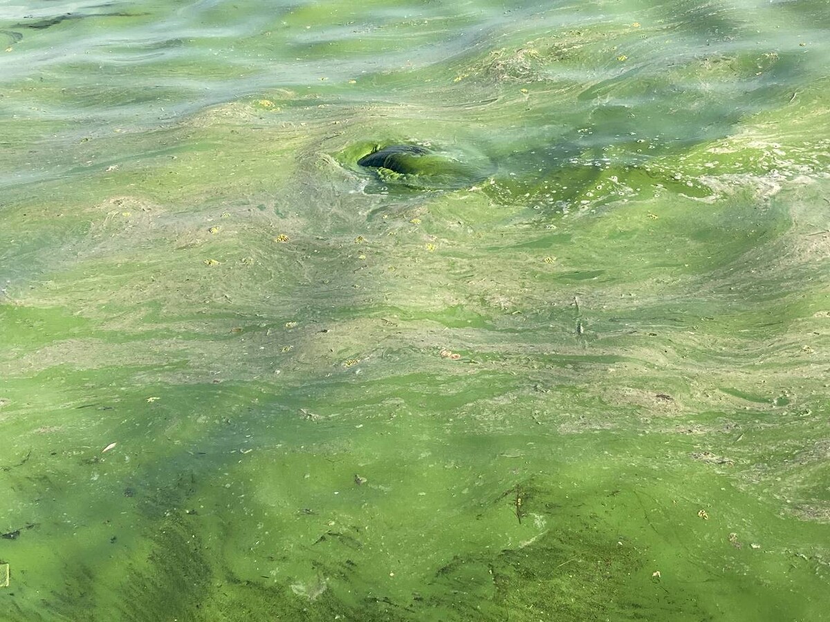 Вода в волге. Зеленая вода. Зеленая вода в Волге. Зеленый водяной. Зеленая вода фото.