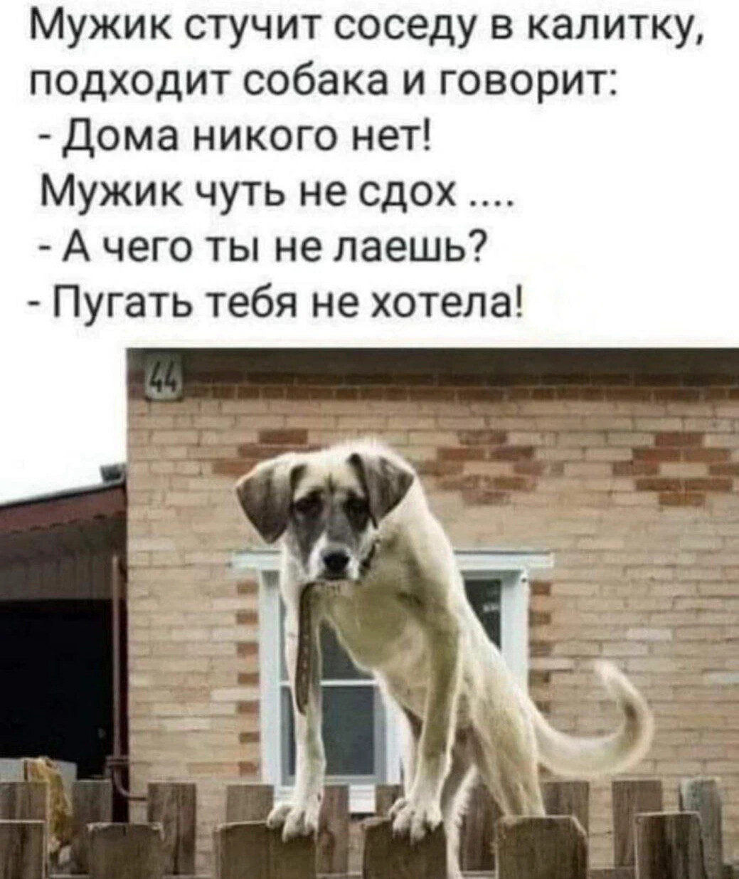 Анекдот про говорящую собаку