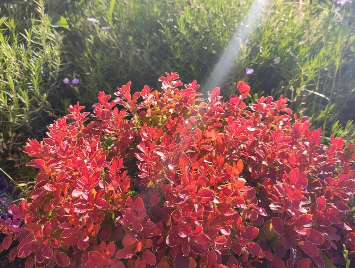 Ягоды в грузии барбарис. Барбарис оранж санрайз. Барбарис тунберга оранж рокет. Барбарис вулкан. Барбарис тунберга venice.