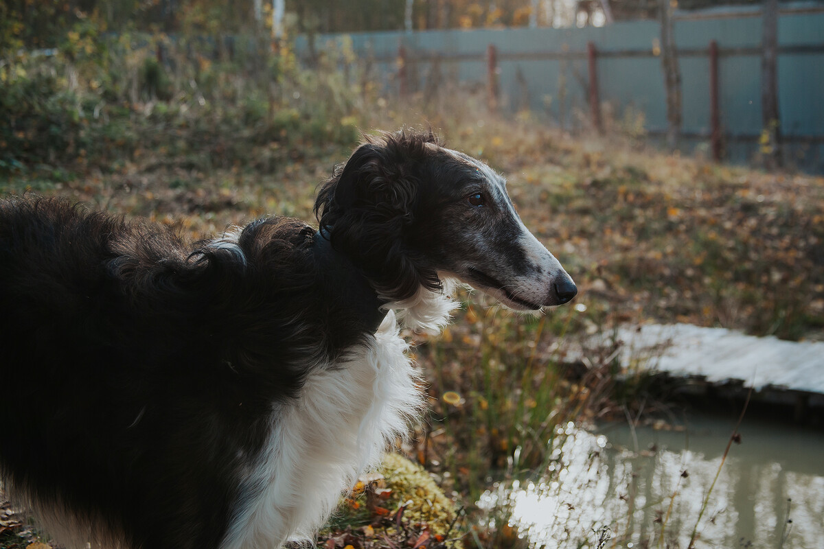приют для собак в самаре. калуга приют для собак душа бродяги. машке собака. собака хулиганит. приют душа собаки.