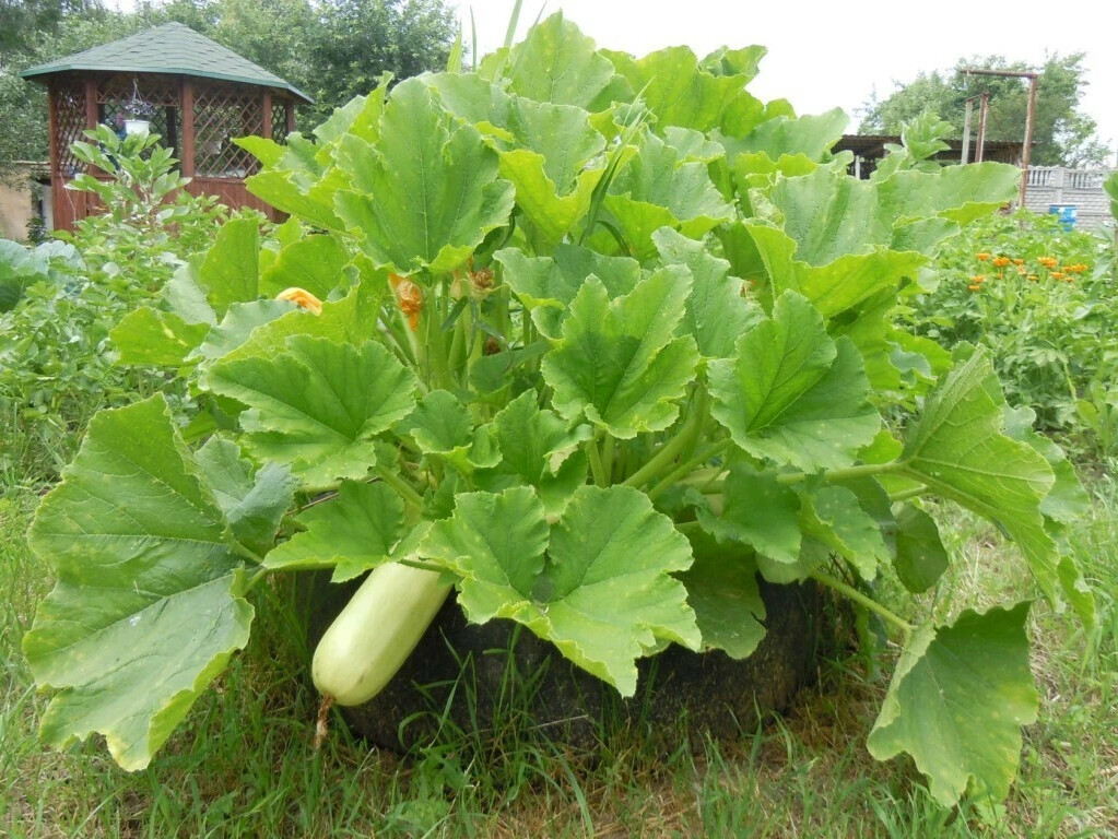 Куст кабачков фото